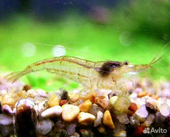 Креветка серая