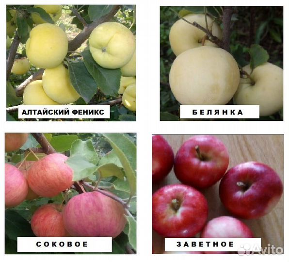 Саженцы плодовых деревьев