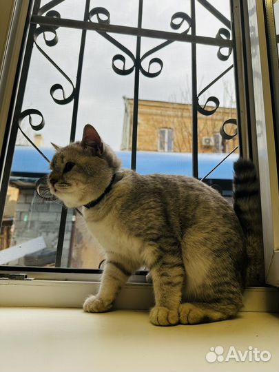 Кот для вязки шотландец