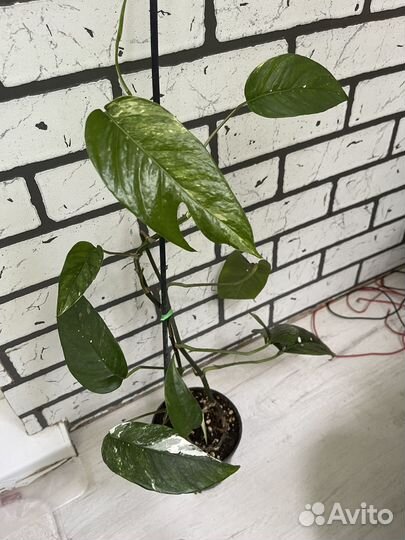 Эпипремнум пиннатум вайт