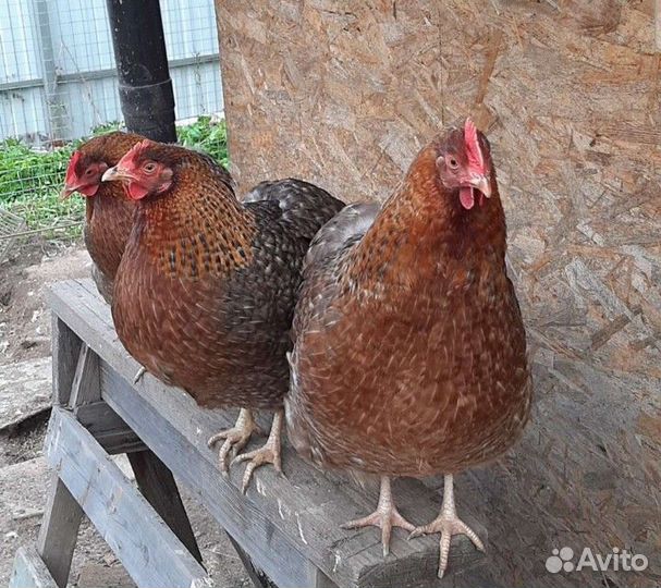 Инкубационное яйцо билефельдер