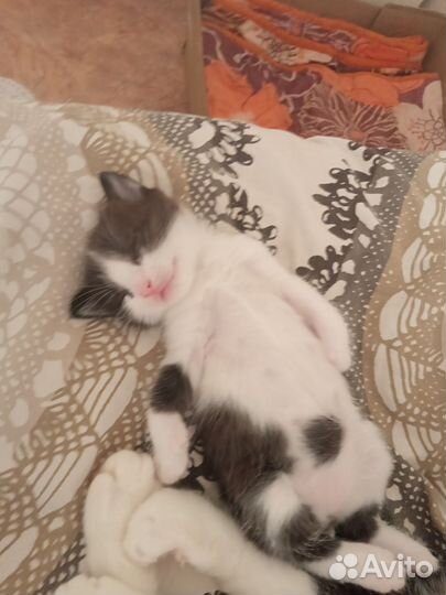 Котёнок мальчик отдам в добрые руки
