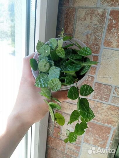 Дисхидия Хирсута большие растения церопегия