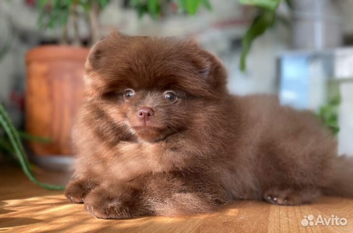 Померанский шпиц шоу класс