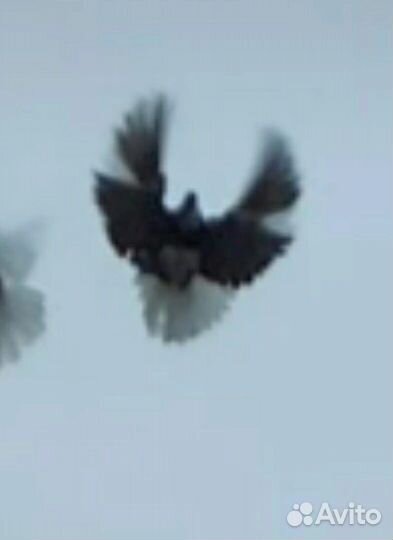 Голуби донецкой селекции