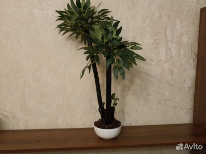 Пальма драцена