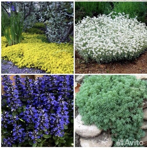 Многолетние растения, цветы