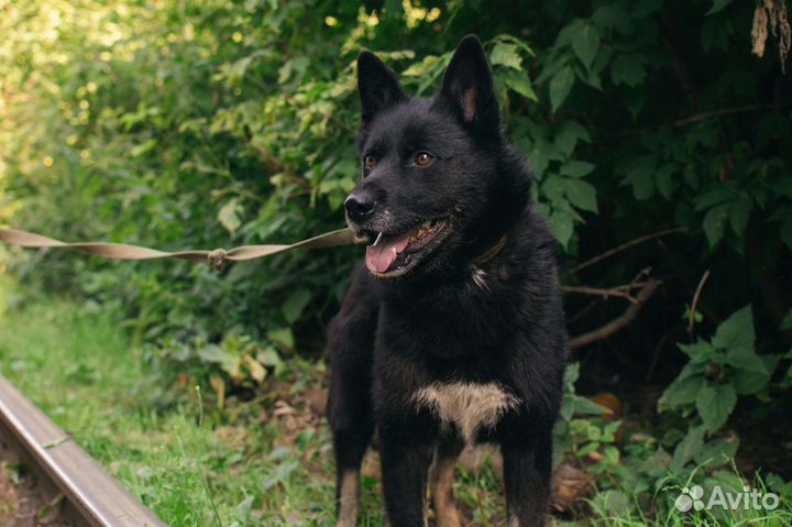 Отдается Гром в добрые руки