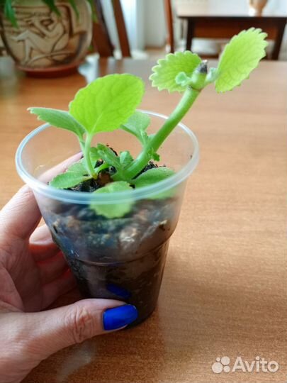 Мята домашняя