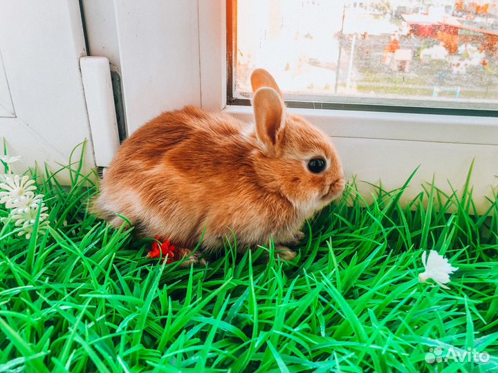 Карликовый кролик - львиноголовый рыжий