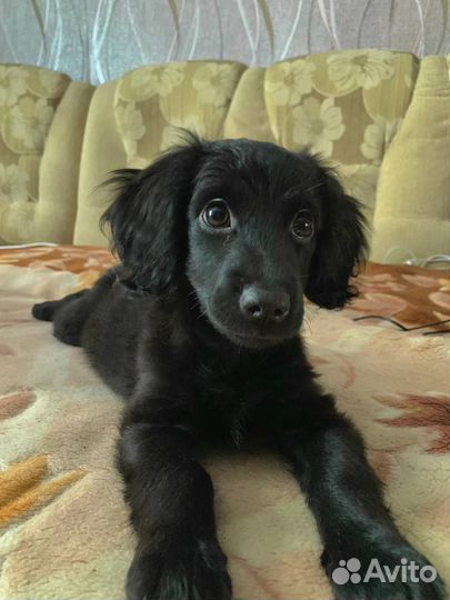 Кокер спаниель