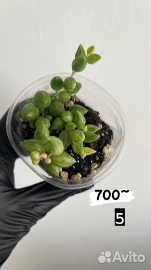 Крестовник Геррейна вариегатный