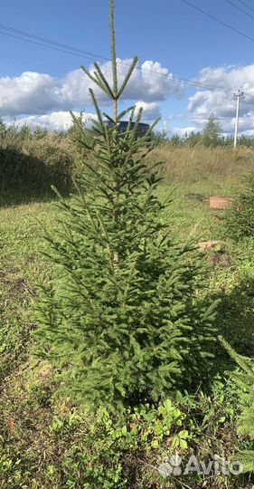 Ель обыкновенная