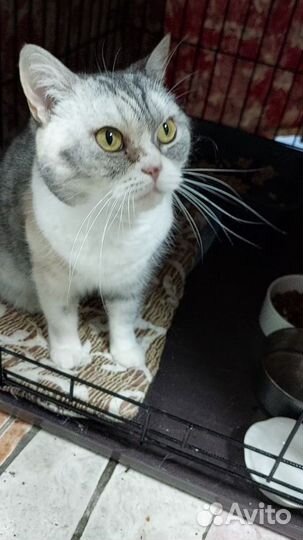 Кошка в дар