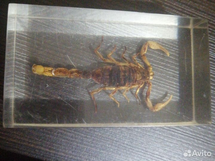 Коллекционирование насекомых