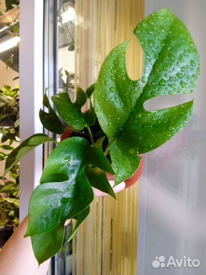 Рафидофора Tetrasperma/ монстера минима