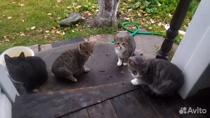 Кошки в добрые руки