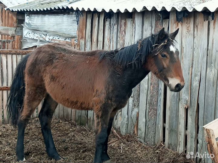 Продам жеребчека 1год