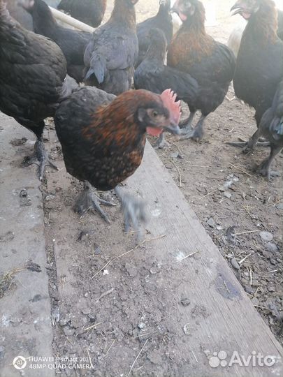 Куры молодки