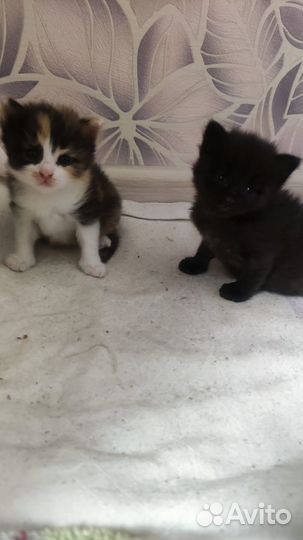 Котята