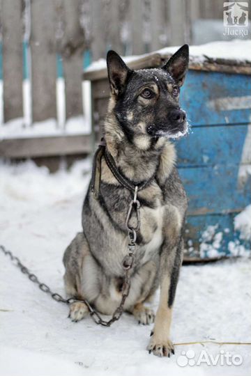 Собака в добрые руки