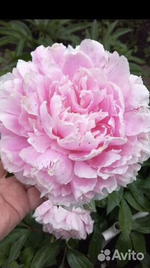 Пион Сара Бернар