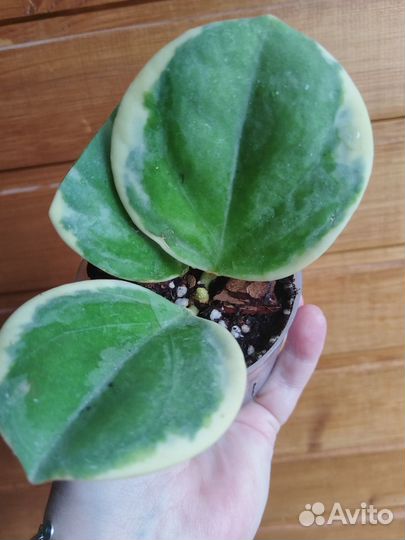 Хойя Пахиклада Альба, фикус бенджамина твилайт