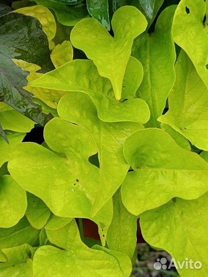 Ипомея батат