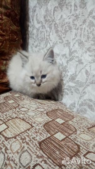 Кошки в добрые руки