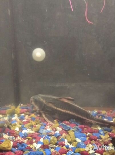 Рыбки аквариумы