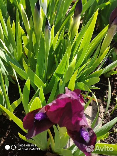 Ирисы карликовые