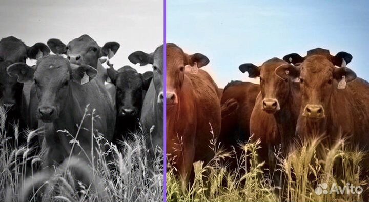 Услуги фотошопа