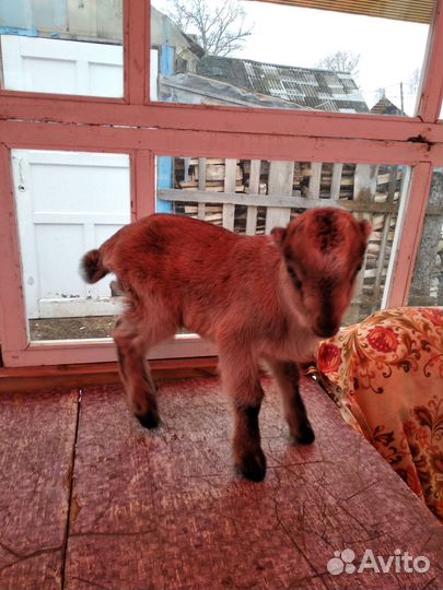 Козлята ламанча