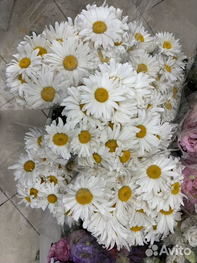 Ромашки,букет,цветы