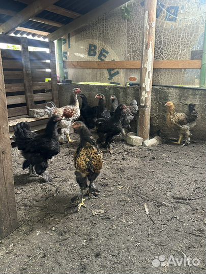 Циплята Брама