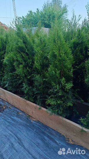 Туя Смарагд 90-100 см