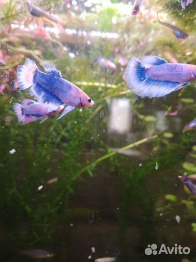 Рыбка петушок