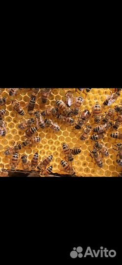 Семьи пчел