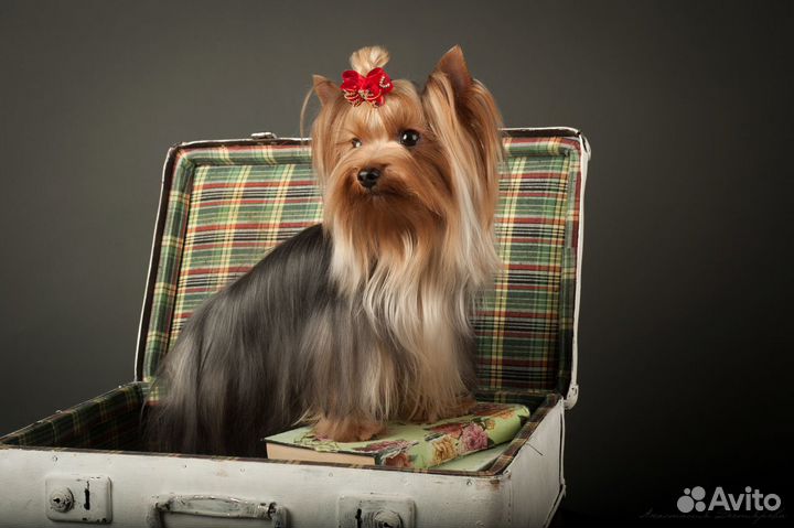 Вязка йоркширский терьер, йорк