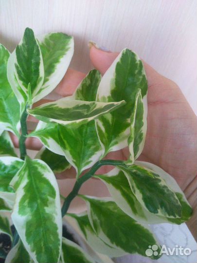 Педилантус