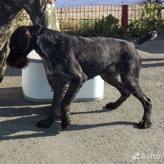 Дратхаар вязка