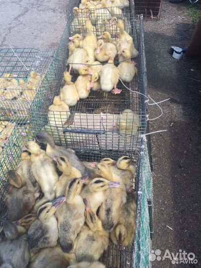 Утята Стар53 Башкирские Агидель Мулард