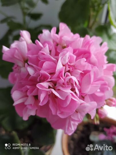 Пеларгония герань