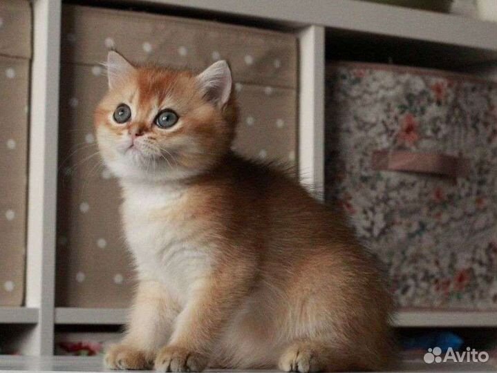 Британская золотая шиншилла