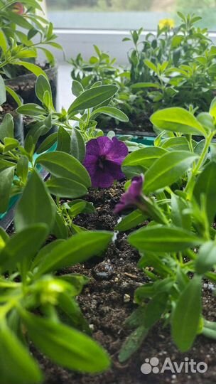 Рассада калибрахоа