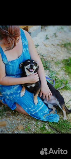 Собака в добрые руки