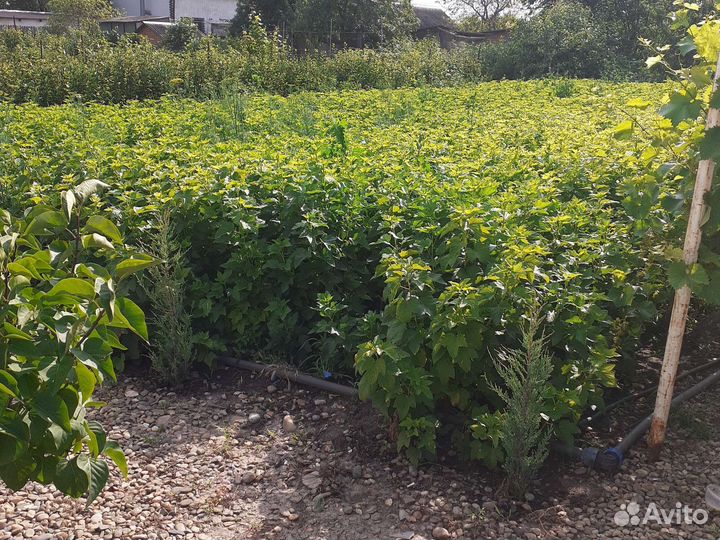 Смородина жимолость