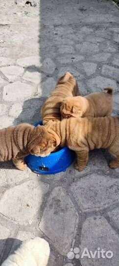 Собаки щенки