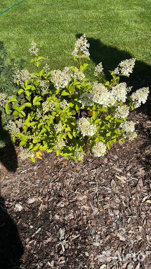 Гортензия Silver Dollar