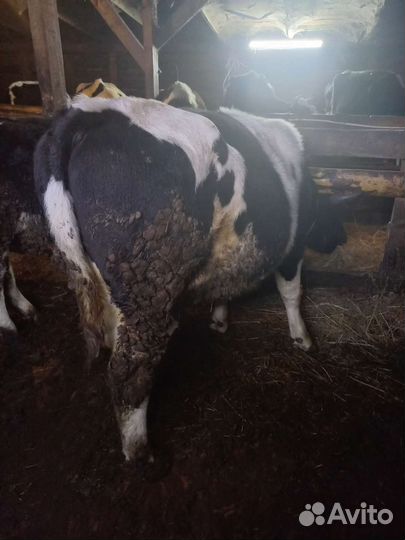 Корова бык тёлка